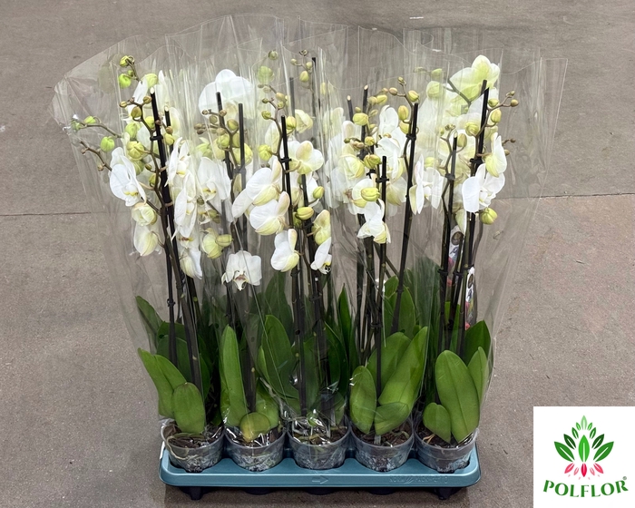 Phalaenopsis Biały 12Ø 70cm 3 Pędy