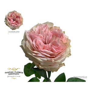 Rosa Garden Sunderland