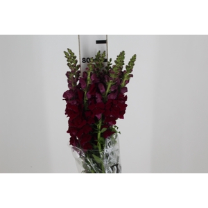 BOCA DE LEAO MONACO RED 080 CM