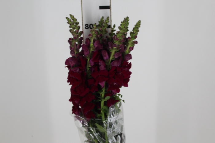 BOCA DE LEAO MONACO RED 080 CM