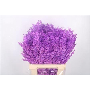 Ruscus. Lavendel Per Stem