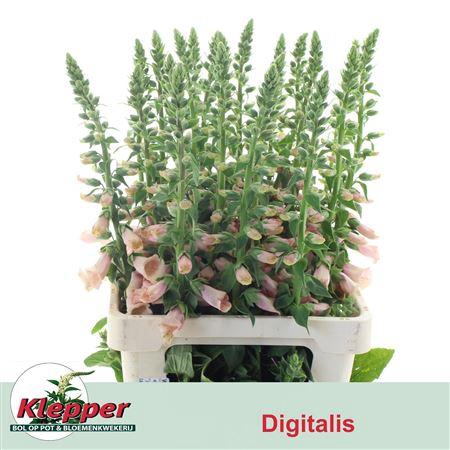 <h4>DIGI PURPUREA</h4>