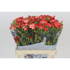Dianthus Sp Symply Sun