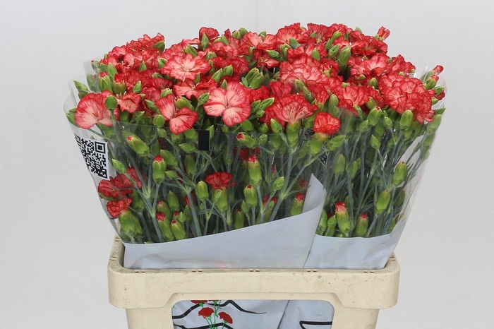 <h4>Dianthus Sp Symply Sun</h4>
