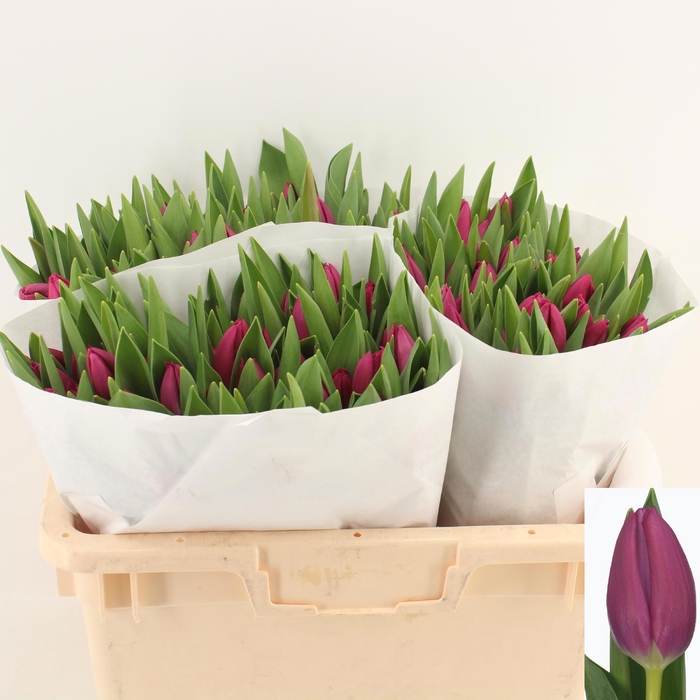 <h4>TU EN PINK ARDOUR</h4>