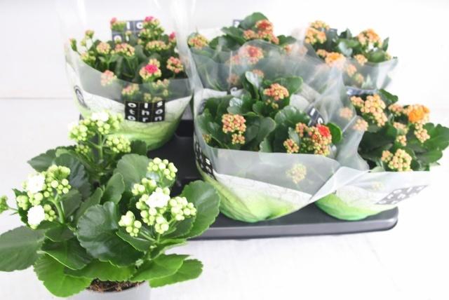 <h4>KAL GE GEM 4 KL</h4>