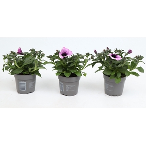 Petunia Famous Lavender Blush