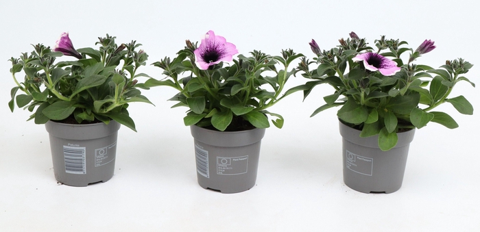 <h4>Petunia Famous Lavender Blush</h4>