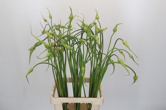 <h4>Allium Sativum Ophioscorodon</h4>