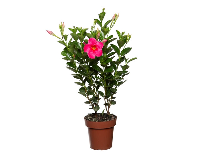 MANDEVILLA ROSE QUEEN P14 PREMIUM