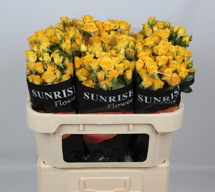 <h4>R TR YELLOW BABE</h4>