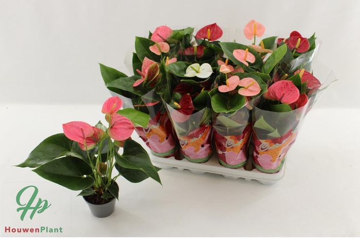 <h4>ANTHU AN GEM 4 KL</h4>