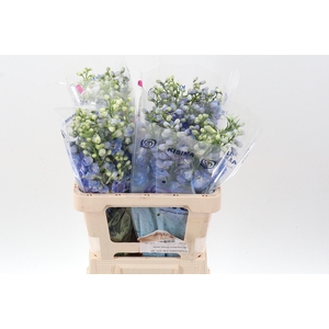 Delph Du Guard Blue