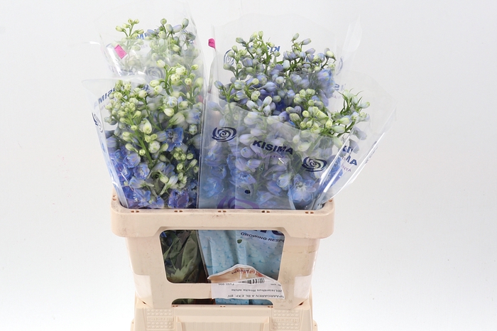 <h4>Delph Du Guard Blue</h4>