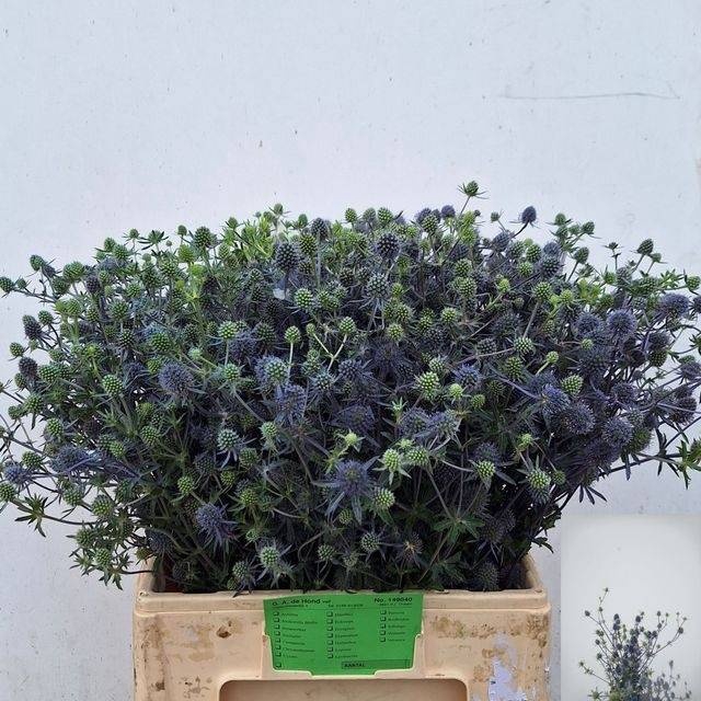 <h4>ERYN MAG BLUE LAGOON</h4>