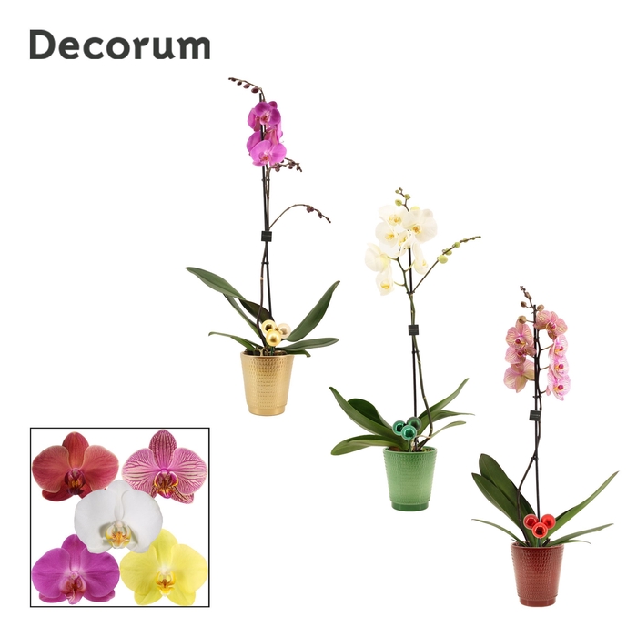 <h4>Phalaenopsis 1 tak 9+ mix in Mariah + kerstballen bijsteker (Dec</h4>