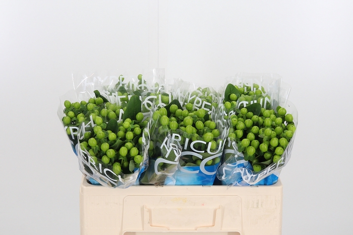 <h4>Hyp Coco Bamboo</h4>