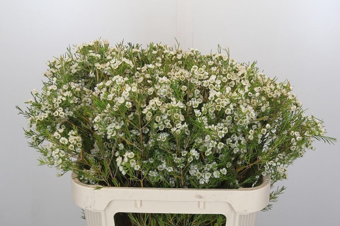 <h4>CHAME GRACE</h4>