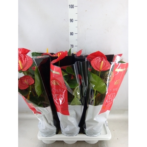 Anthurium andr. 'Oklahoma'