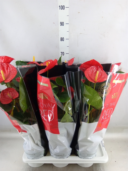 <h4>Anthurium andr. 'Oklahoma'</h4>