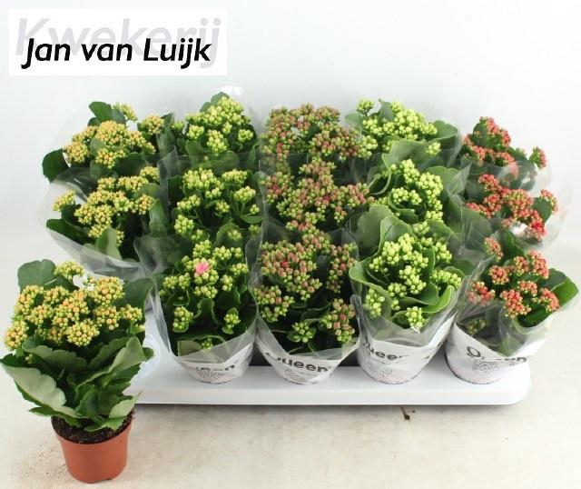 <h4>KAL GE GEM 5 KL</h4>