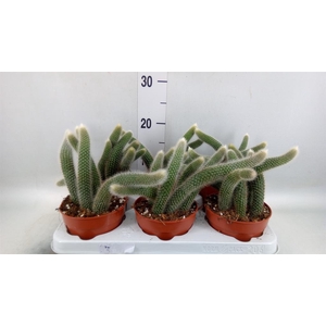 Cactus   ...hangingplants