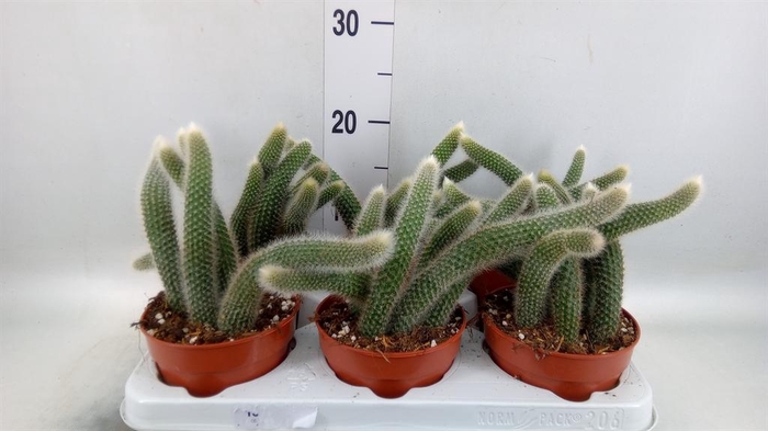 <h4>Cactus   ...hangingplants</h4>