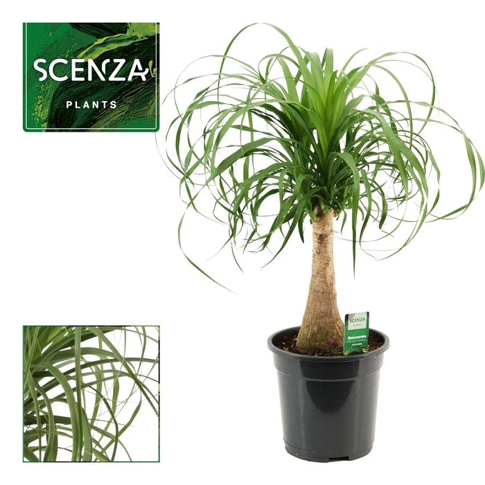 <h4>Beaucarnea recht 21 cm compacte stam (Scenza)</h4>