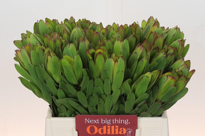 <h4>Leucadendron Goldstrike</h4>