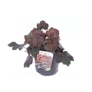 Heuchera micr. Palace Purple