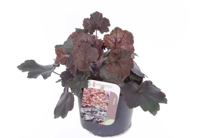 <h4>Heuchera micr. Palace Purple</h4>