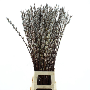 Salix Magical Silver