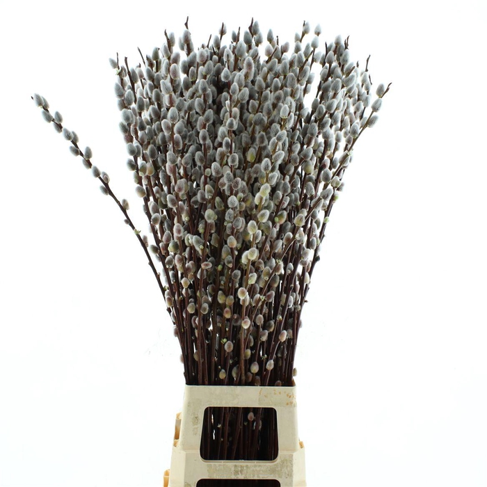 <h4>Salix Magical Silver</h4>