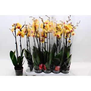 PHAL SOLID GOLD