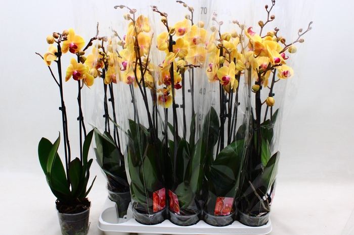 PHAL SOLID GOLD