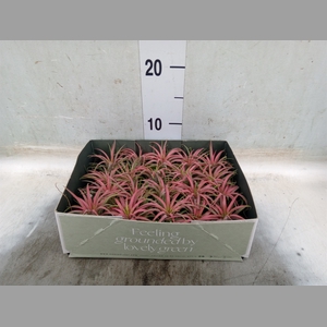 Tillandsia