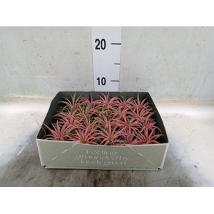 Tillandsia