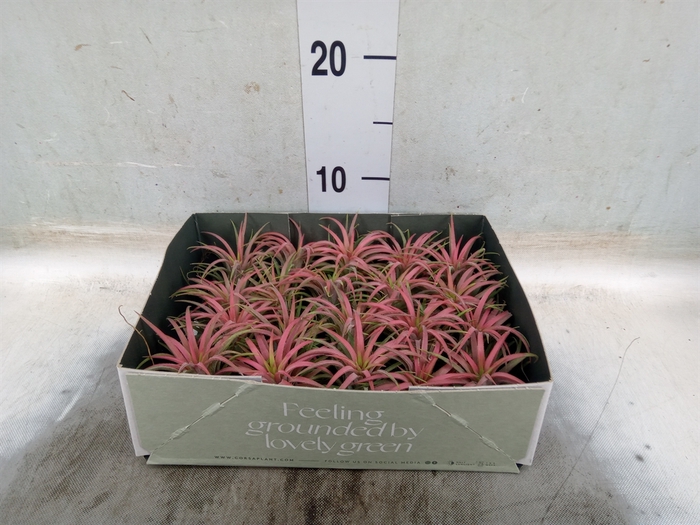 <h4>Tillandsia</h4>