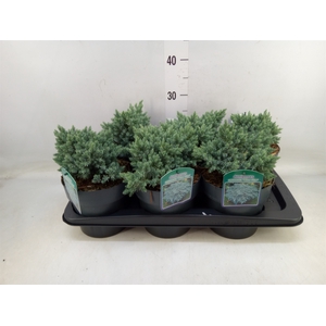 Juniperus squamata 'Blue Star'