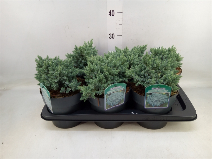 <h4>Juniperus squamata 'Blue Star'</h4>