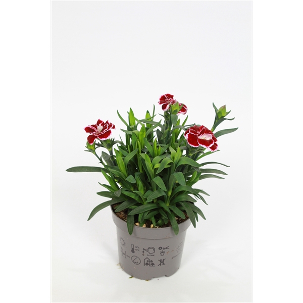 <h4>Dianthus Oscar Dark Red White Border p9</h4>
