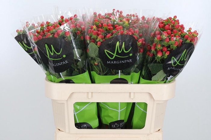 <h4>Hyp Tomato Flair</h4>