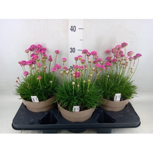 Armeria maritima