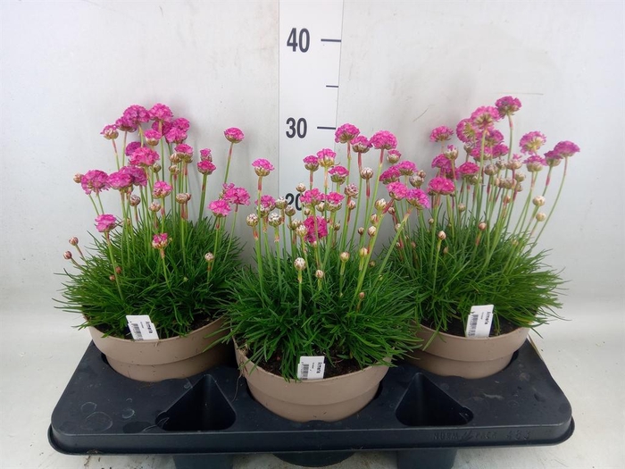 <h4>Armeria maritima</h4>