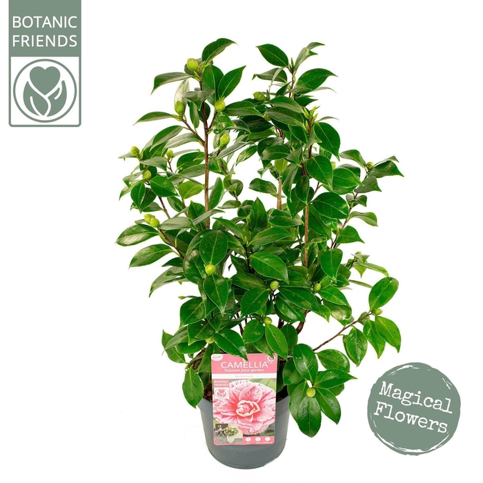 <h4>Camellia japonica</h4>