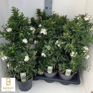 SOLANUM JASMINOIDES