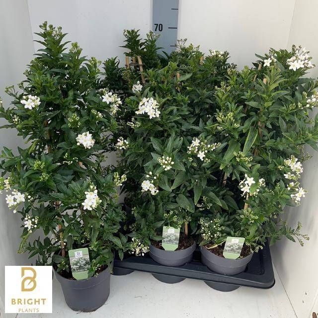 <h4>SOLANUM JASMINOIDES</h4>
