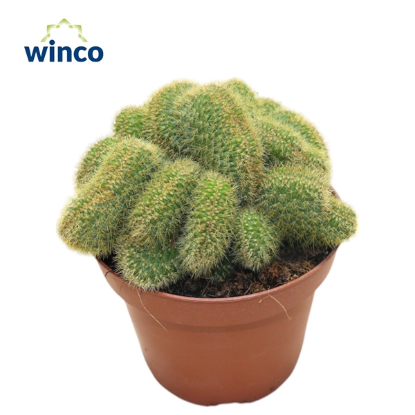 <h4>Hildewinteria Aureispina Cristata</h4>