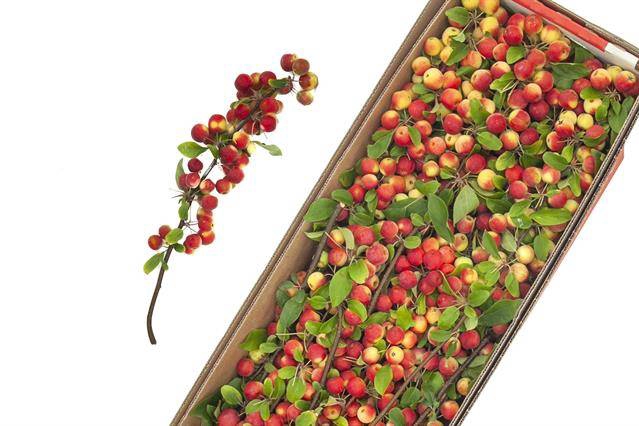 MALUS TAK 45CM