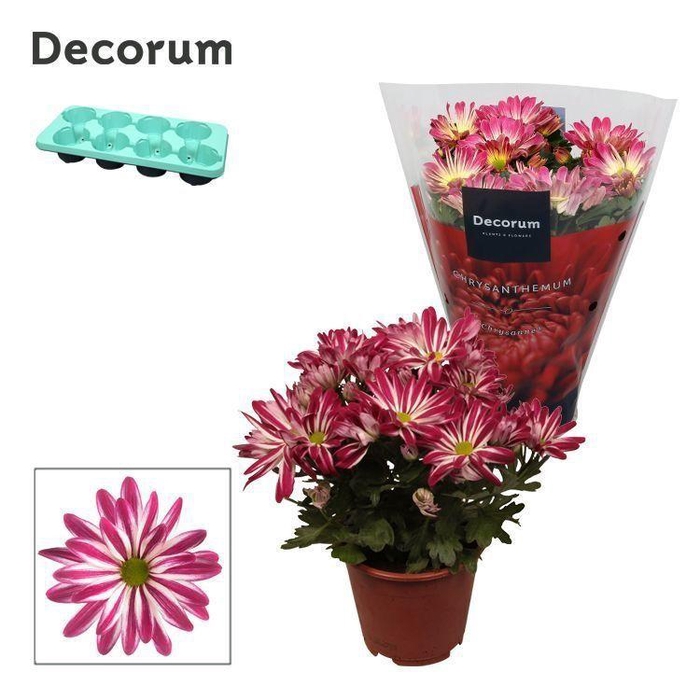 <h4>Chrysanne® Margarita Bicolor 'Candy'</h4>